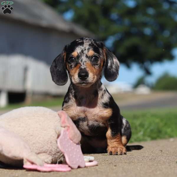 Barney, Dachshund Puppy